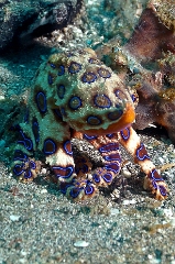 Bali 2016 - Blue ringed Octopus - Poulpe a anneaux bleus - Hapalochlaena maculosa - IMG_6060_rc